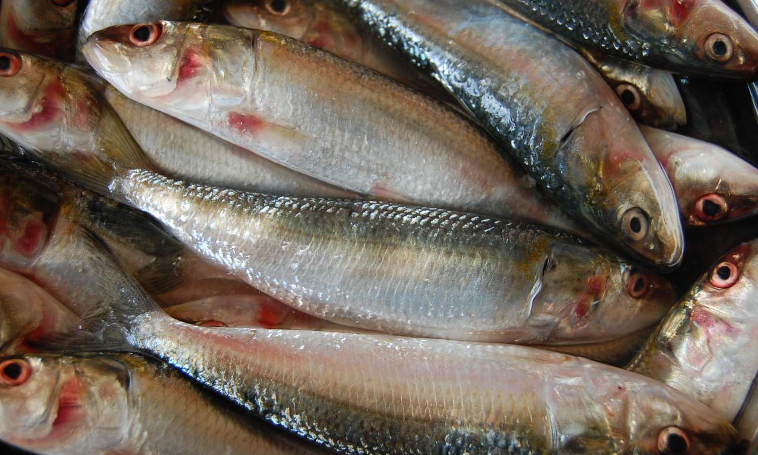 How to clean sardine easily