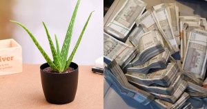 Astrology about Aloe Vera Gives Money