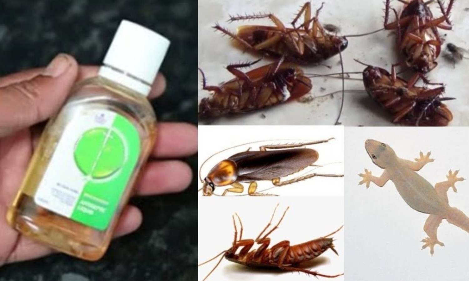 Easy way To Get Rid Of Pests Using disinfectant