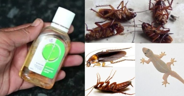 Easy way To Get Rid Of Pests Using disinfectant