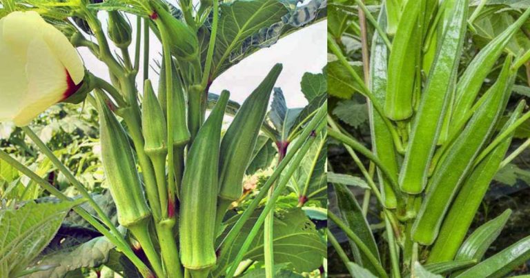 Fast growing tip for vendakka krishi