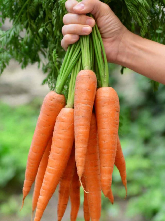 carrot (4)