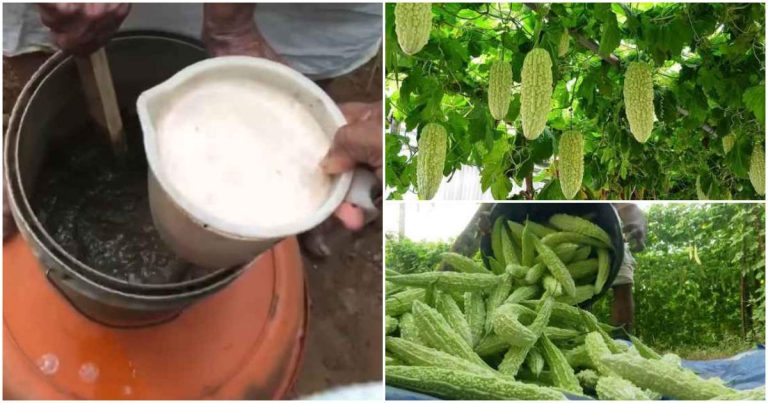 Bitter gourd cultivation tip