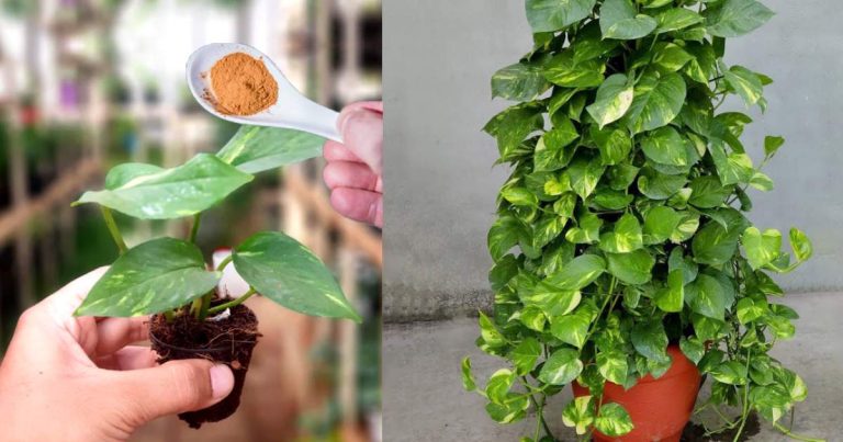 Bushy Money plant growing Tips