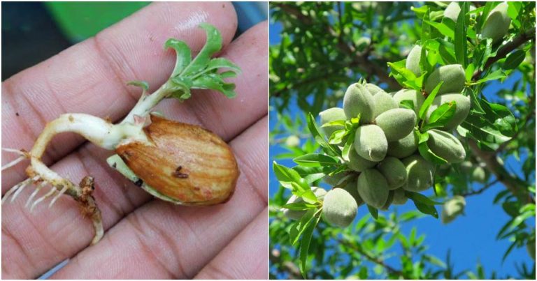 Easy Badam Cultivation at home