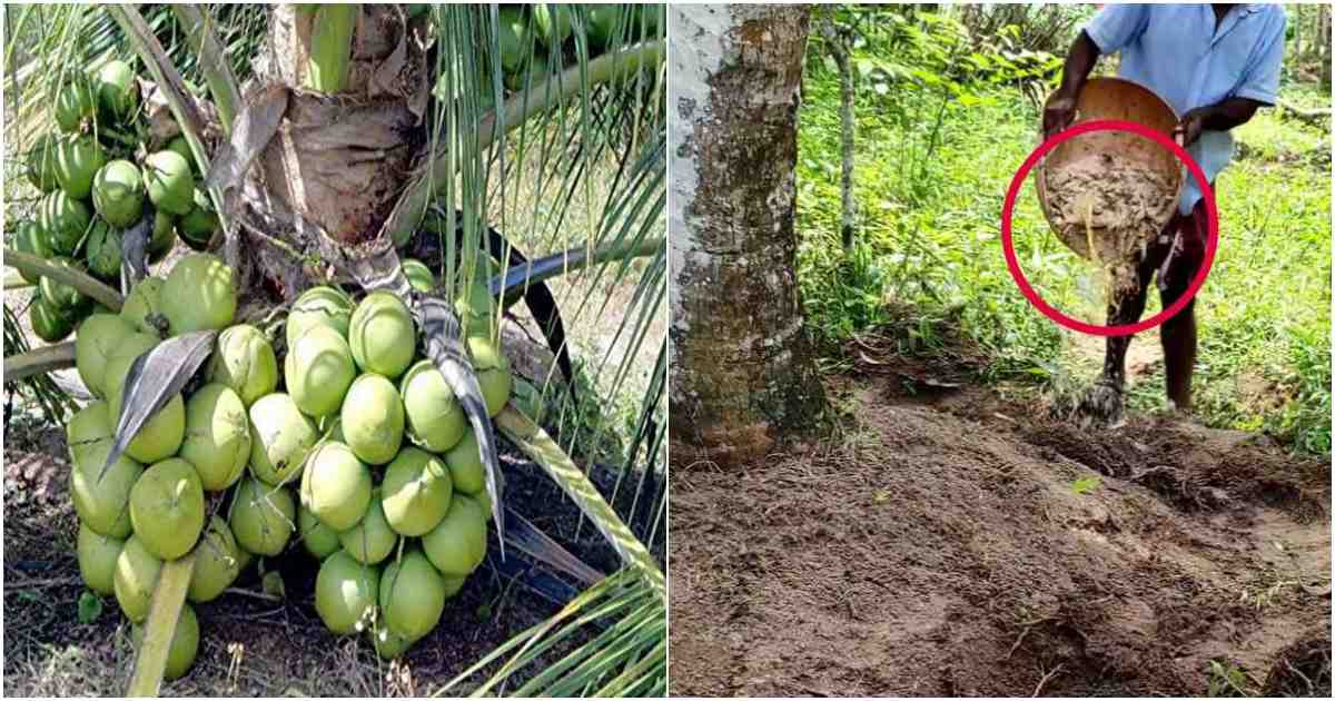 Healthy Coconut Tree Tips