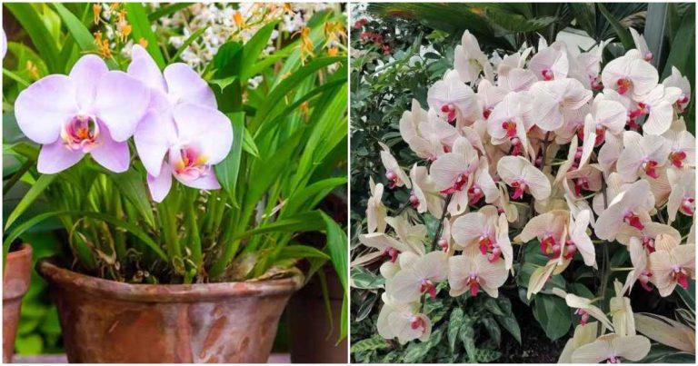 Orchid Plant Care tip