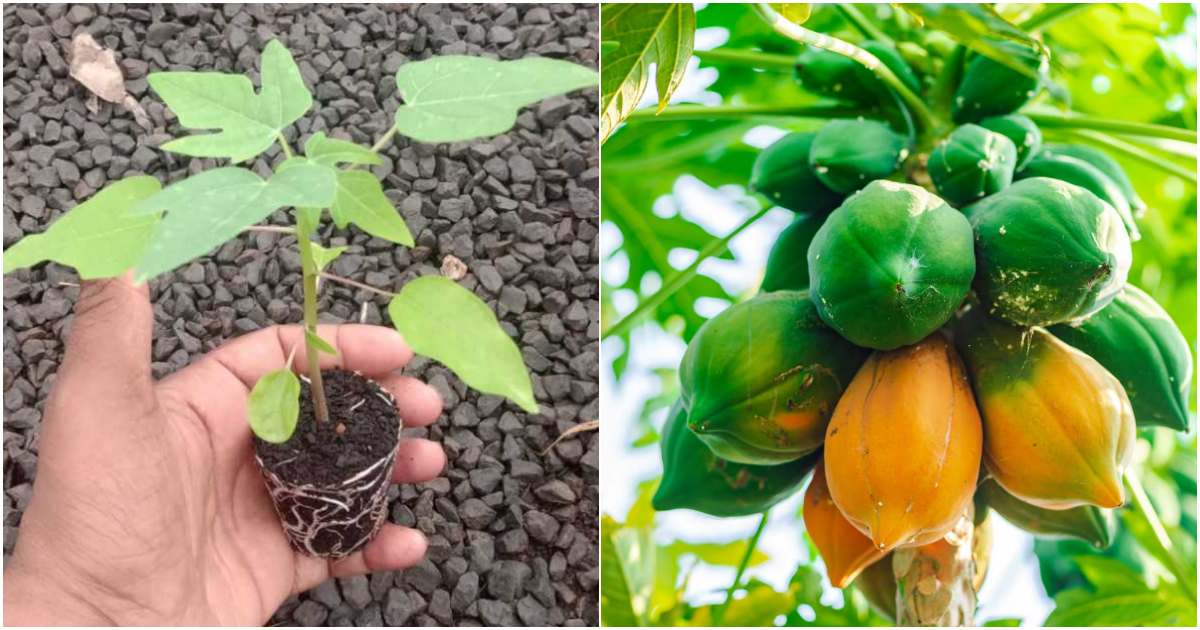 Papaya Cultivation trick