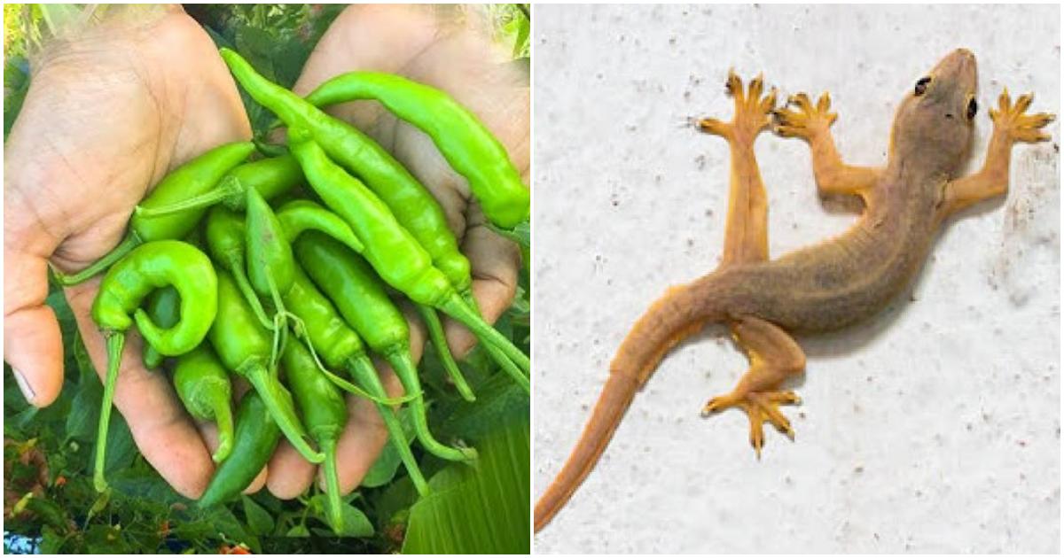 Easy Get Rid Of Lizard Using Green Chilly tip