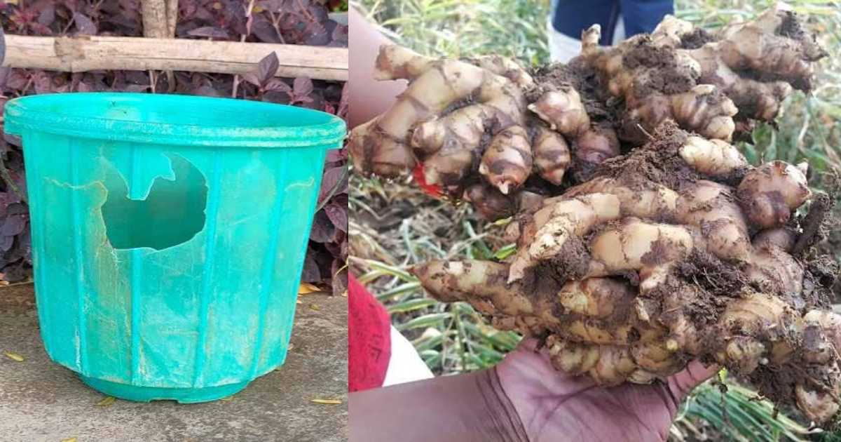 Easy Inchi Krishi Using broken Bucket