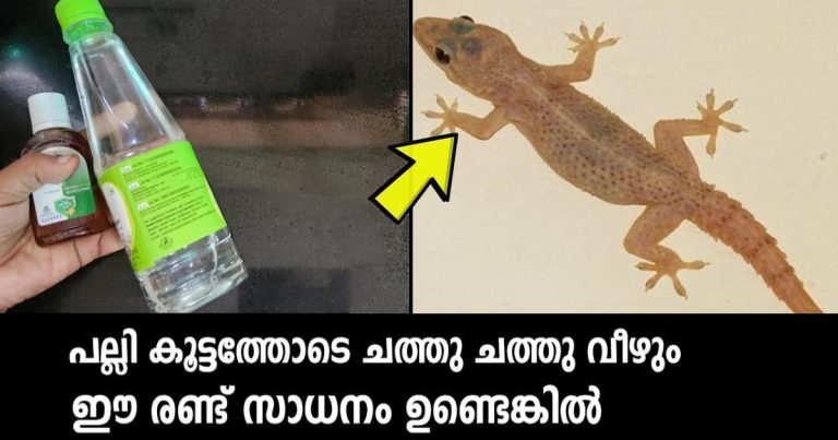 Easy Way Get Rid Of Lizards from home