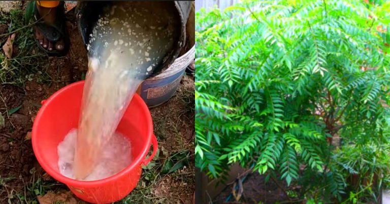 How to Grow Curry Leaf Plant in summer