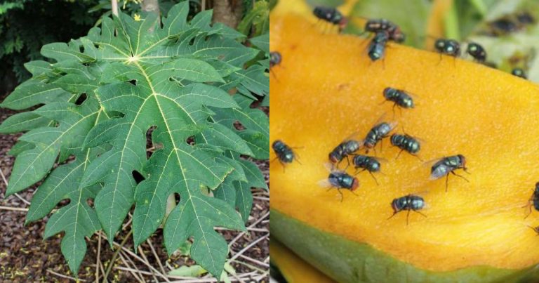 Get Rid of Houseflies Using Papaya Leaf tip