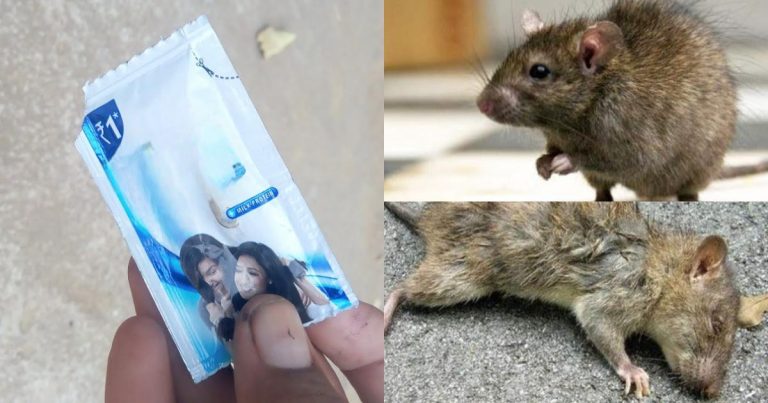 Get Rid of Rats Using Shampo in seconds