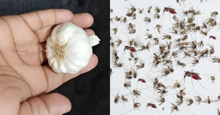 To Get Rid Of Mosquitoes Using Garlic tip