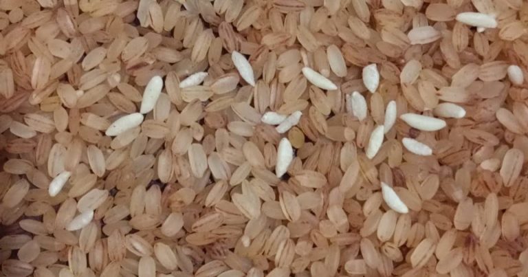 About fortified rice in ration ari