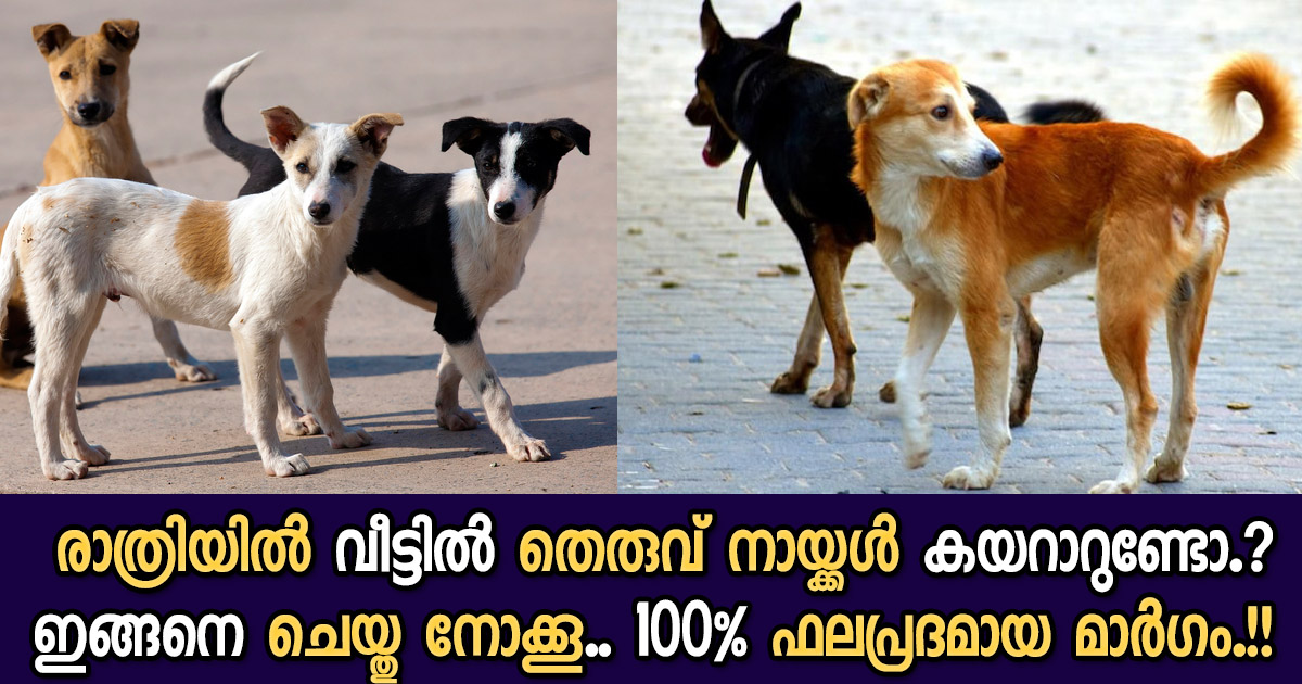 Easy Get Rid of Street Dogs tip