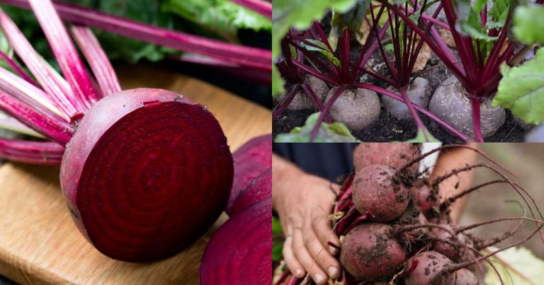 Beetroot Krishi Tips