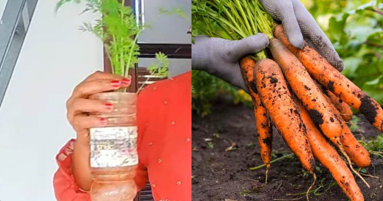 Carrot farming in bottle