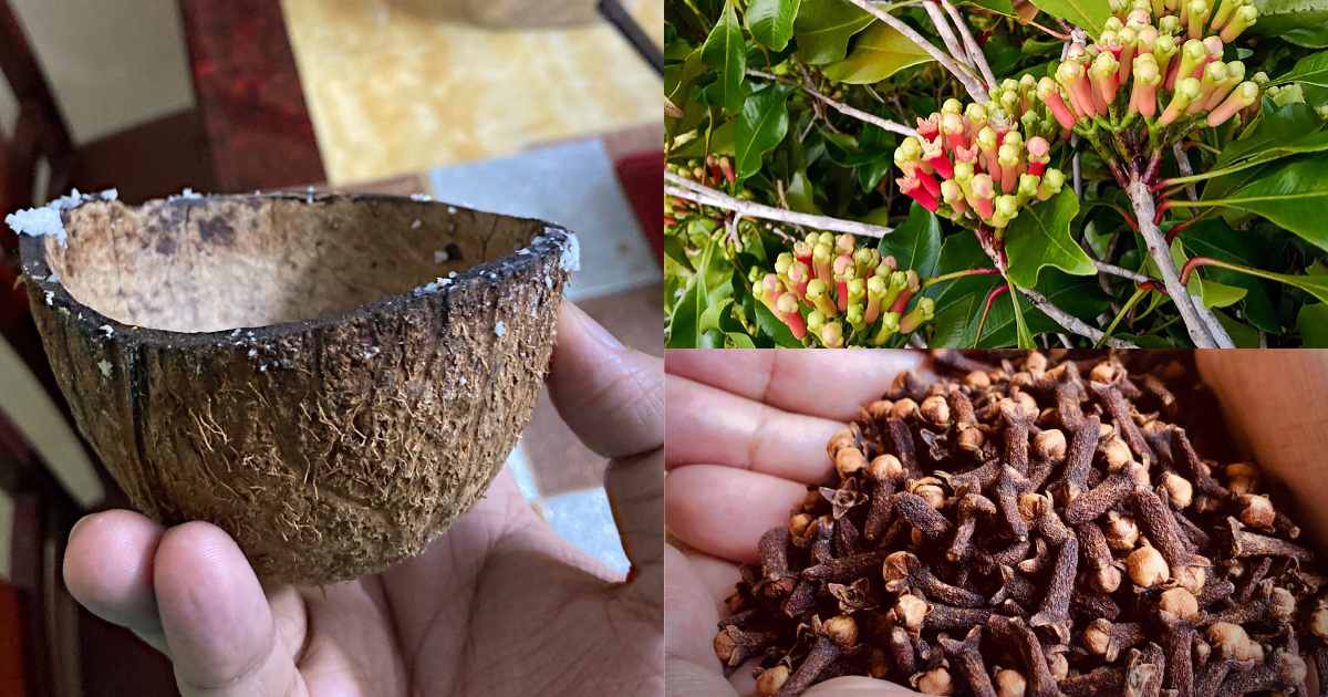 Clove Cultivation Tip using Coconut Shell