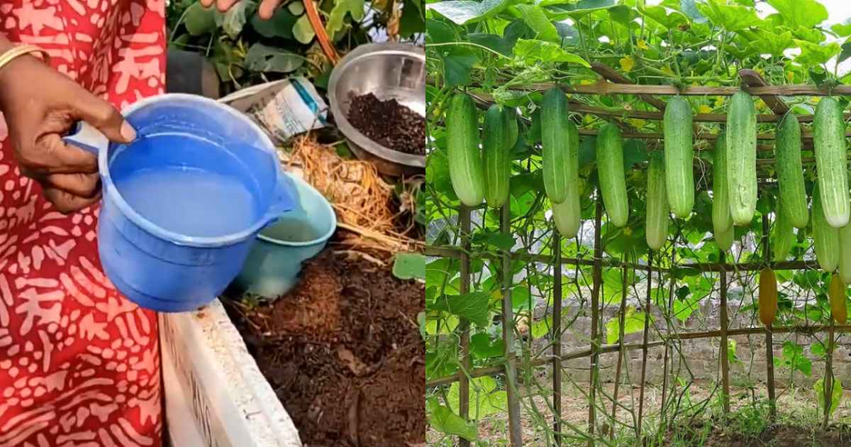 Cucumber farming on terrace