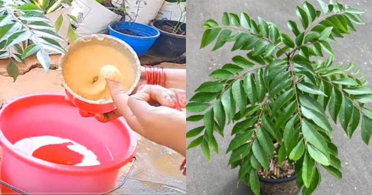 Curry leaves growing tip