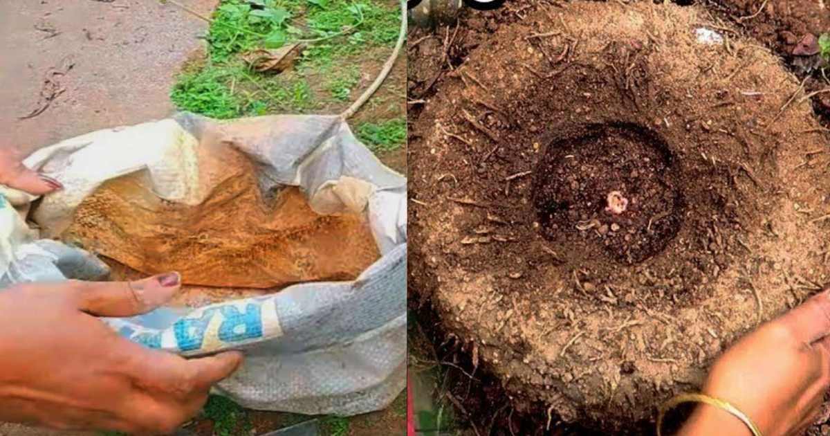 Elephant Foot Yam Cultivation