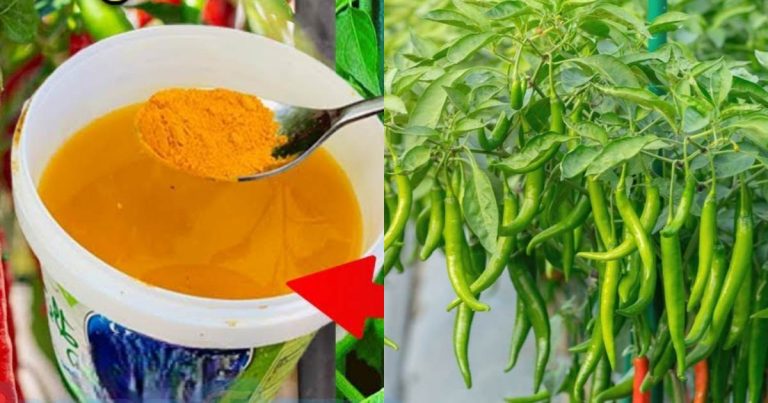 Green Chilli Farming tip using turmeric