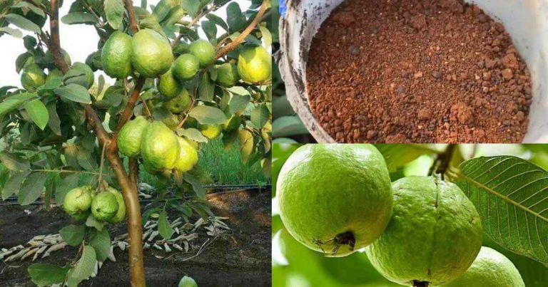 Guava Organic farming tip