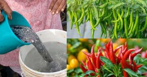 Home made fertilizer for chilli flowering