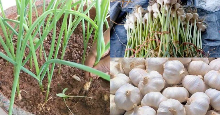 How To Grow Garlic At Home Fast & Easy