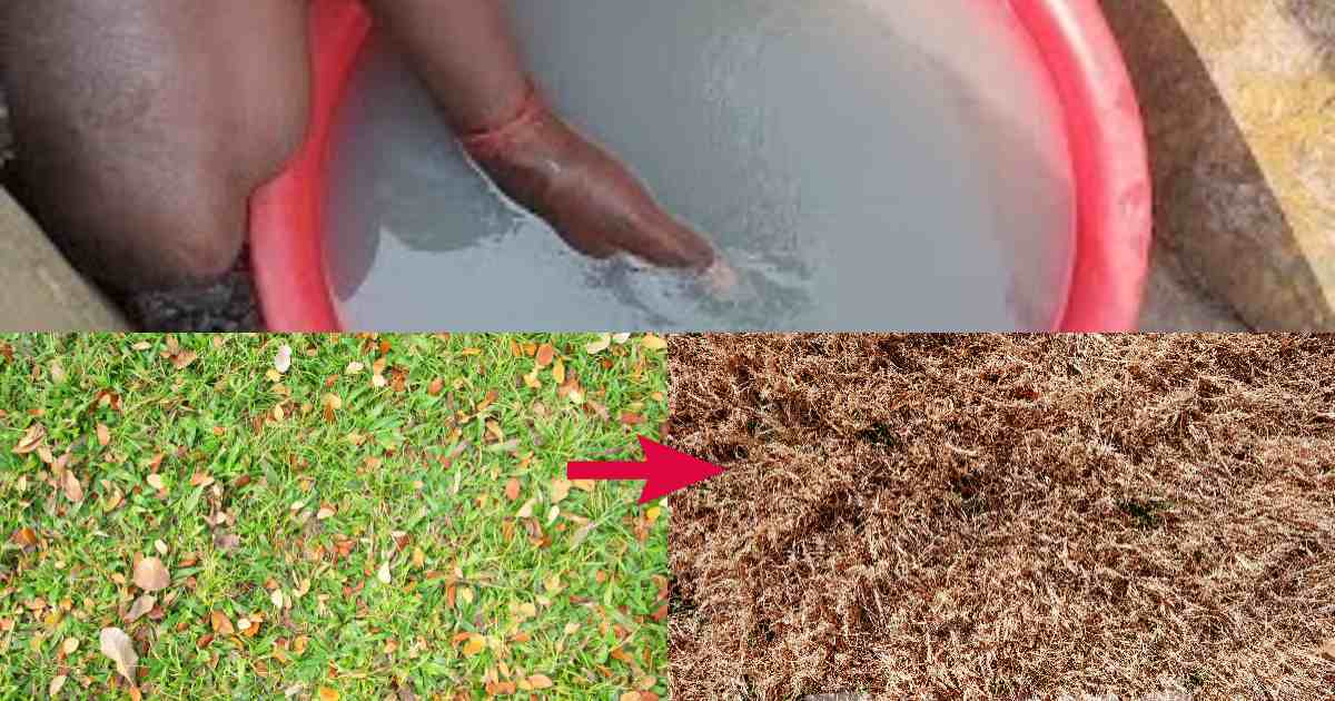 How to clean grass