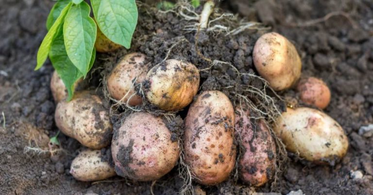 How to grow potatoes easily in container at your home