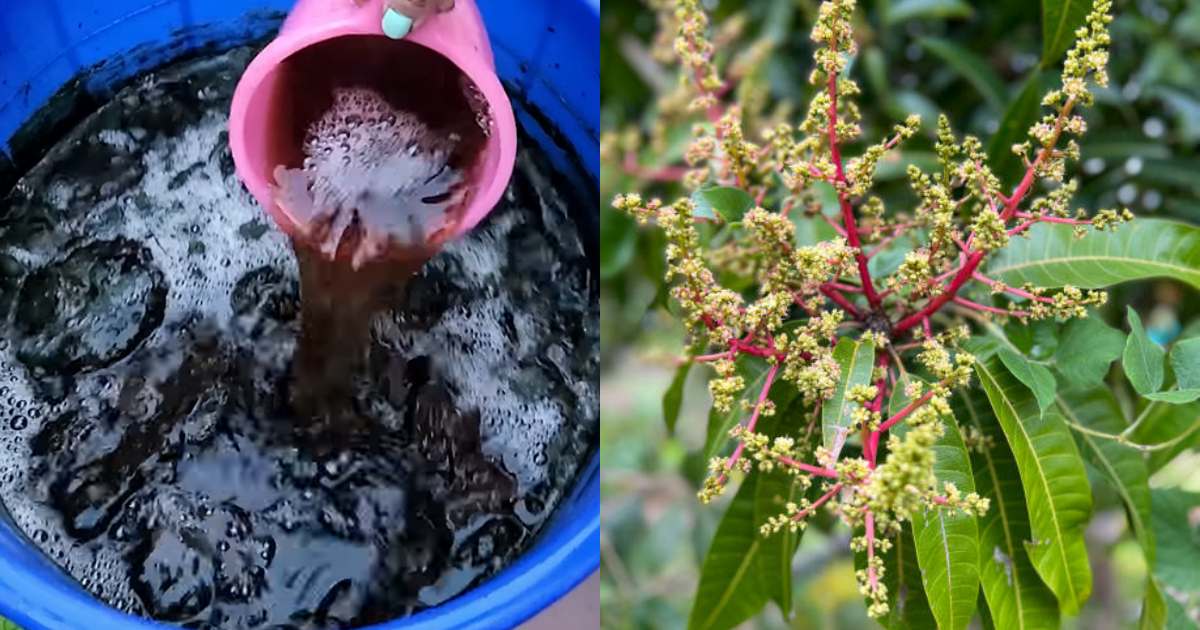 Mango tree fast flowering