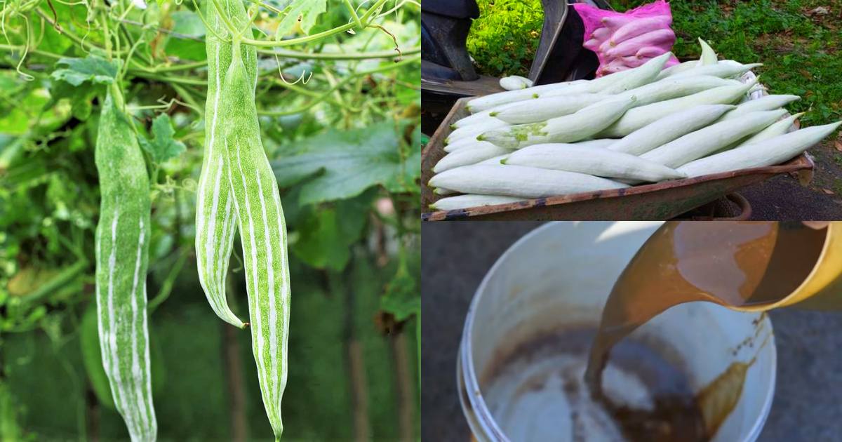 Naga Padavalam Krishi tip