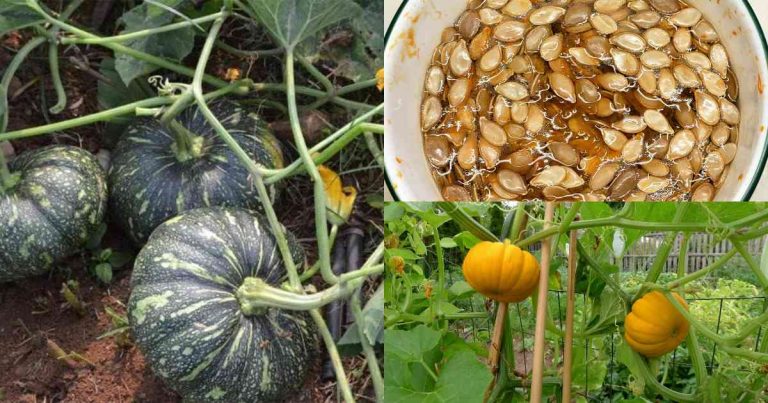 Pumpkin cultivation