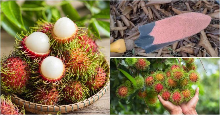 Rambutan farming