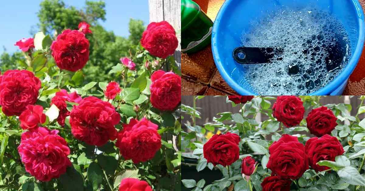 Rose flower tips