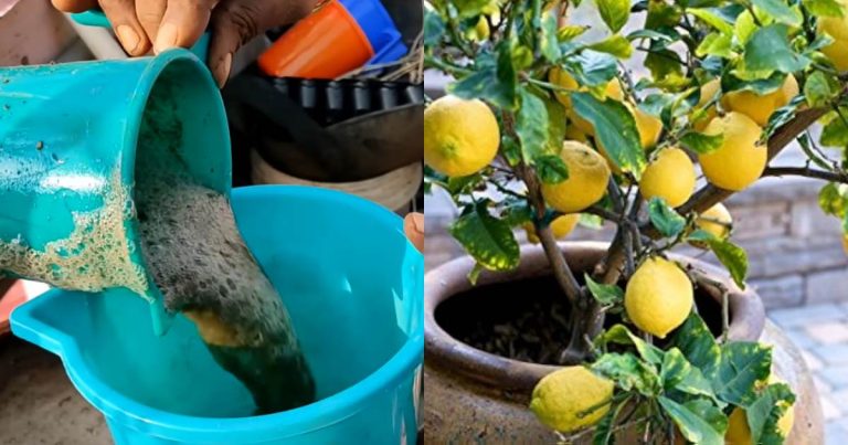 Tips and tricks to early fruiting lemon from terrace garden