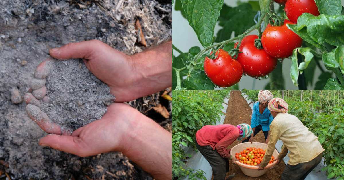 Tomatto cultivation using ash