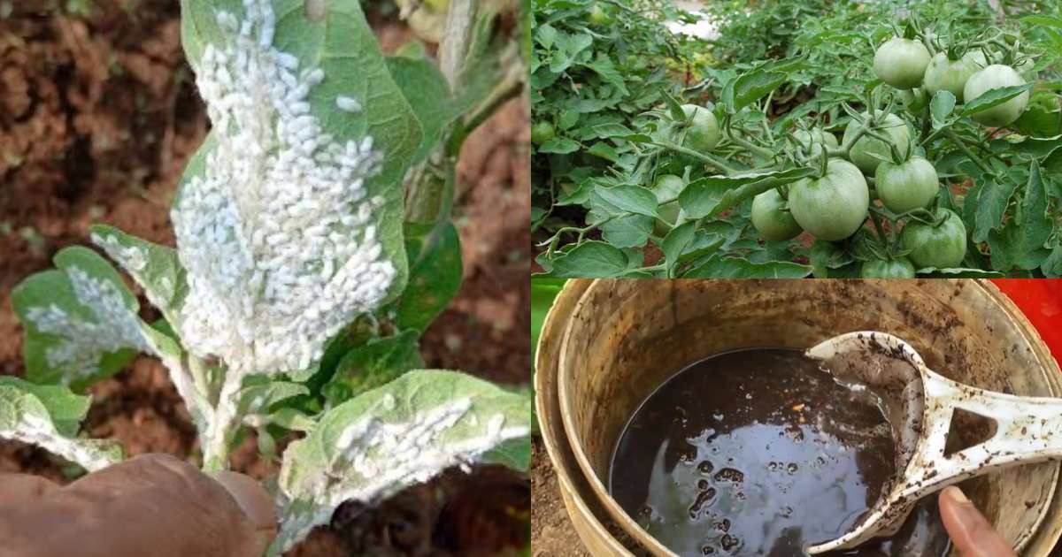 Vegetable Jaiva keedanashini