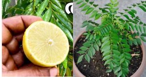 curry leaf plant growing tips using lemon