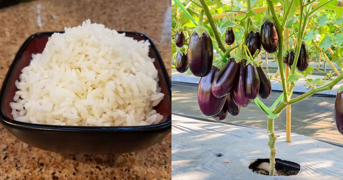 Brinjal Vazhuthana Krishi tips