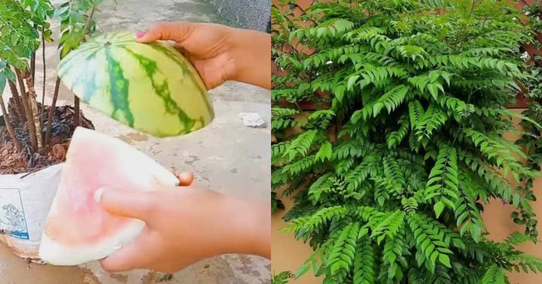 Curry Leaves farming Tips Using Watermelon