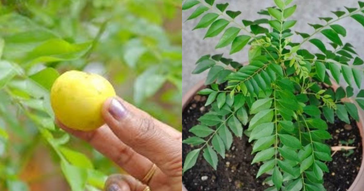 Curry leaf plant Growing tips