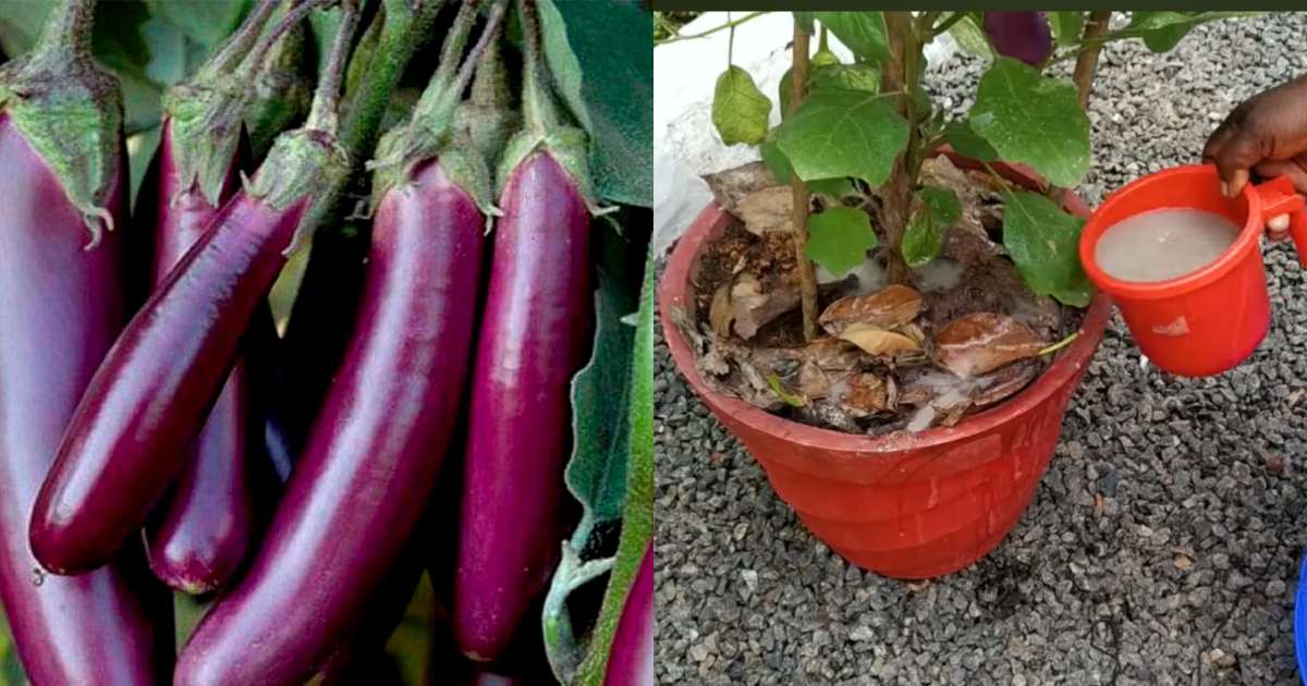 Easy Vazhuthana Krishi trick