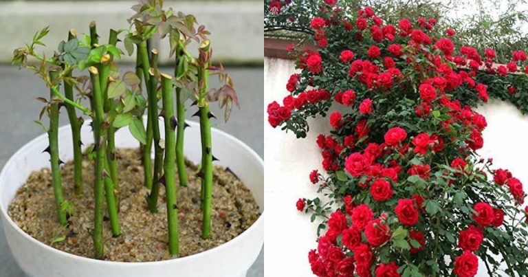 Fertilizer For Rose Plant