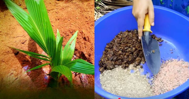 Gangabondam Coconut Tree