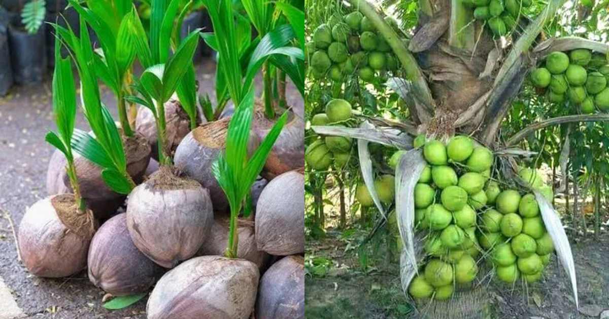 Gangabondam Coconut Tree Cultivation