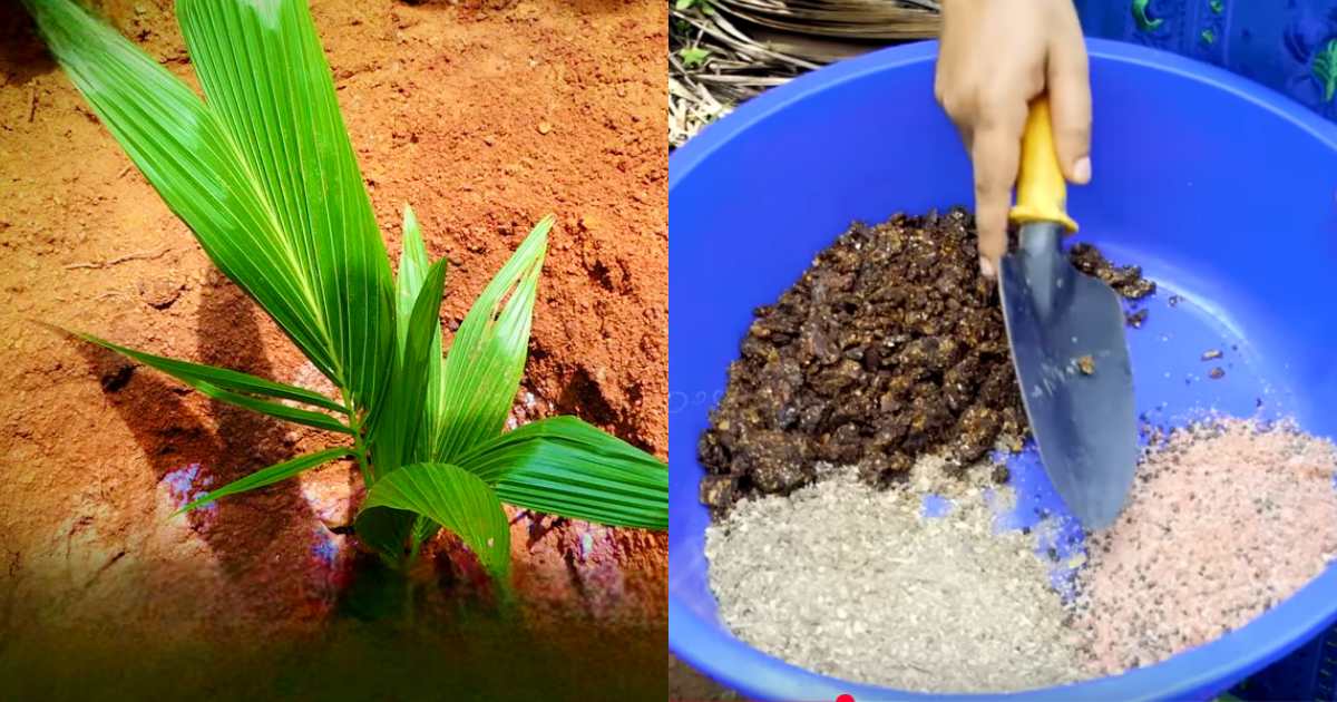 Gangabondam Coconut Tree